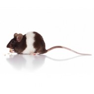 Ratten en muizenvoer